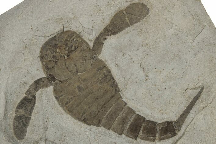 Eurypterus (Sea Scorpion) Fossil - New York #310225